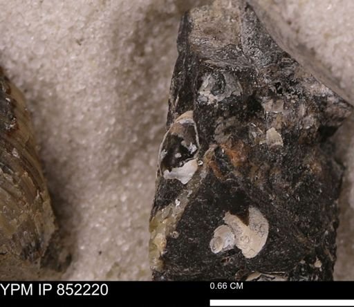 undet. Bivalvia