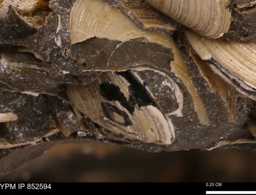 Limopsis striatopunctatus