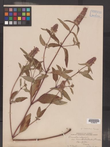 Prunella vulgaris