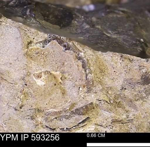 undet. Mollusca
