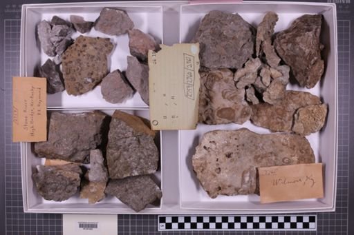 mixed taxa, stratigraphic collection