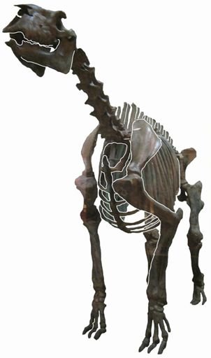 Moropus elatus