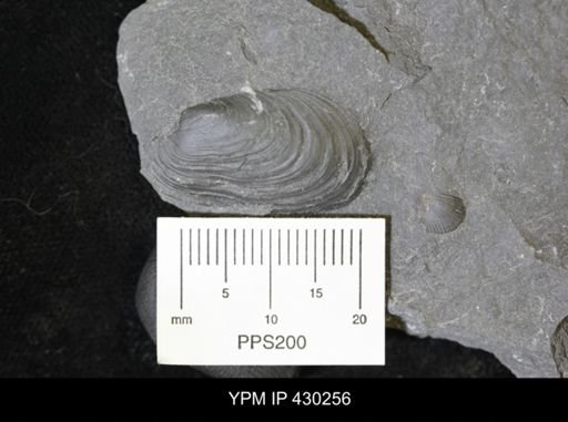 Modiomorpha mytilodes