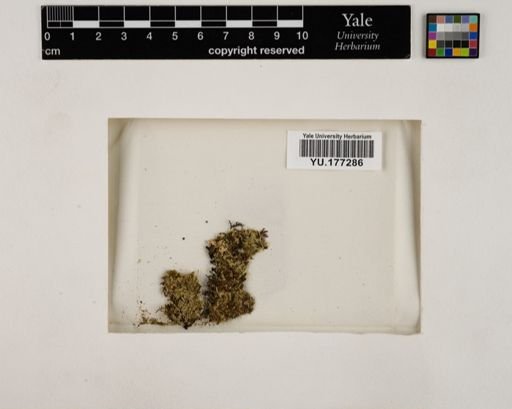 Plantae