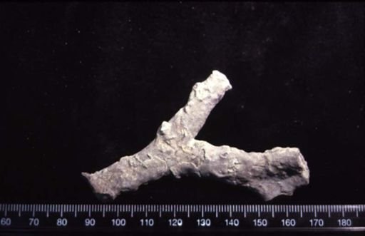 Ceramoporella ohioensis