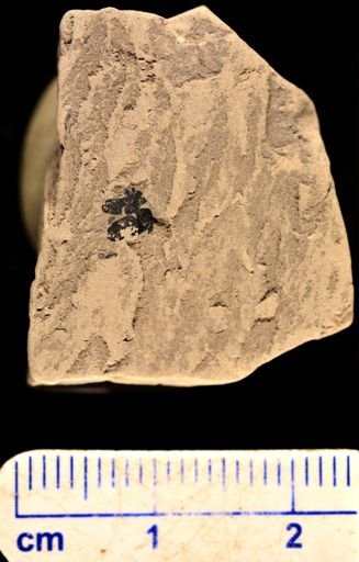 Gleichenia zippei