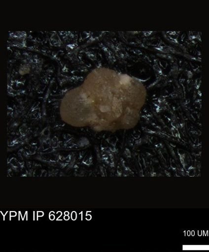 undet. Foraminiferida
