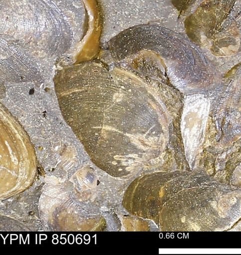 Limopsis striatopunctatus