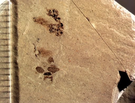 undet. Coleoptera