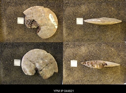 Sphenodiscus lenticularis