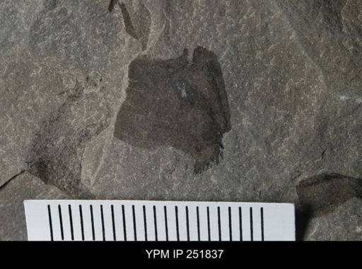 undet. Eurypterida