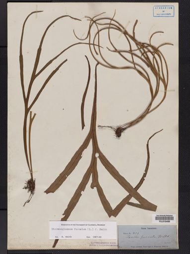 Dicranoglossum