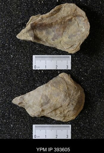 Ostrea glabra