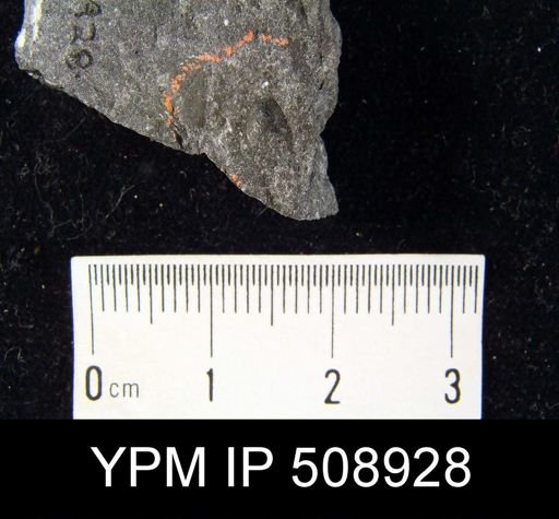 Lingulella sp.