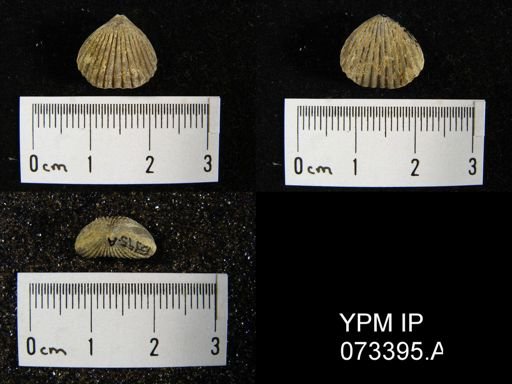 Camarotoechia cedarensis