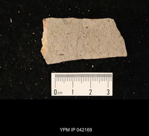 undet. Hymenoptera