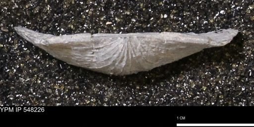 Stropheodonta demissa