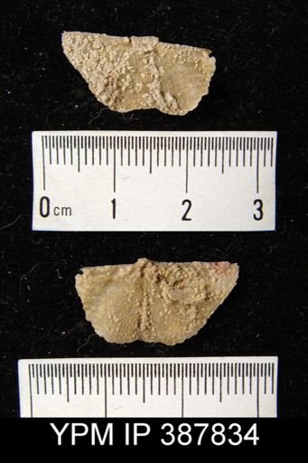 Dyoros sp.