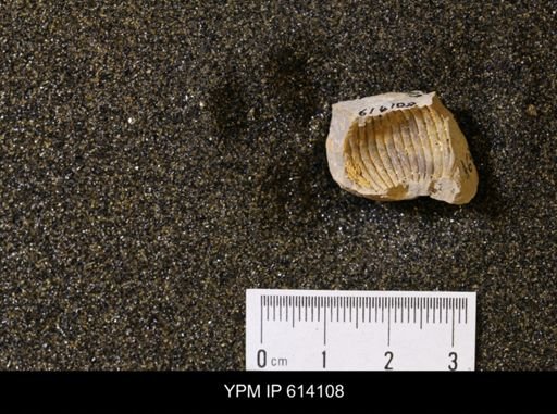 undet. Scaphitidae