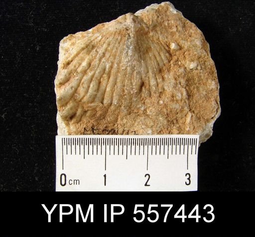 Rotaia subtrigona