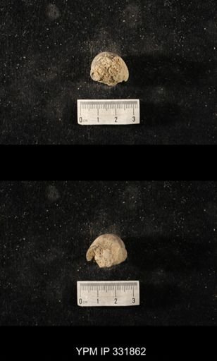 Cyclonema sp.