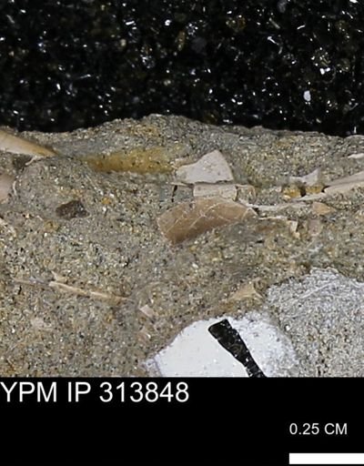 undet. Scaphopoda