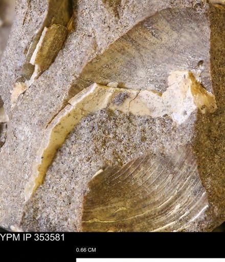 Limopsis striatopunctatus