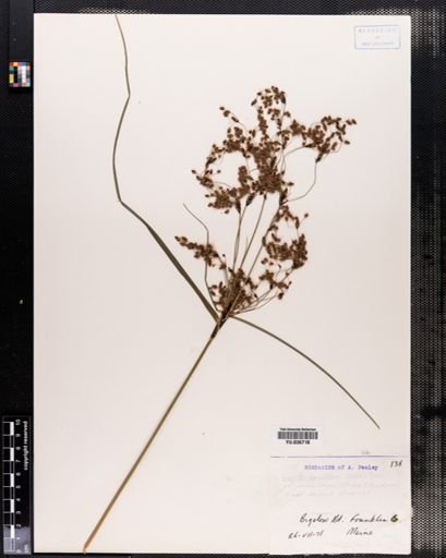 Luzula parviflora