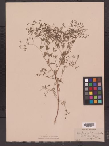 Paronychia canadensis
