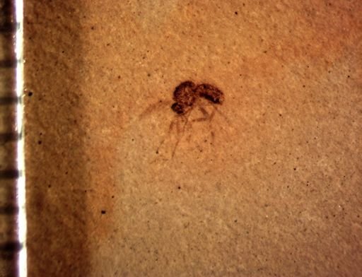 undet. Diptera
