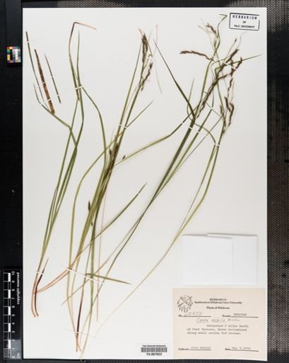 Plantae