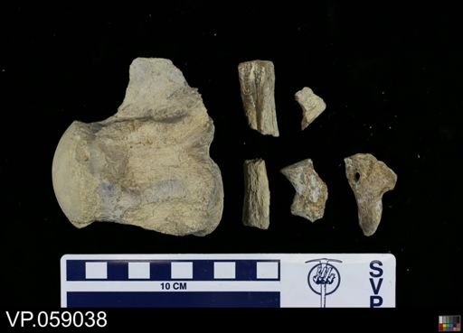 Liodon sp.