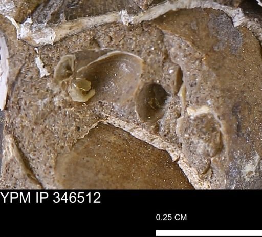 undet. Bivalvia