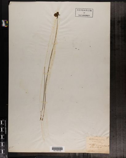 Plantae