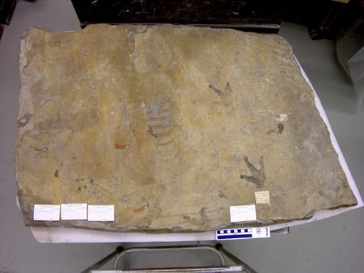 Batrachopus gracilis