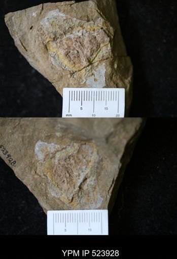 Porifera?
