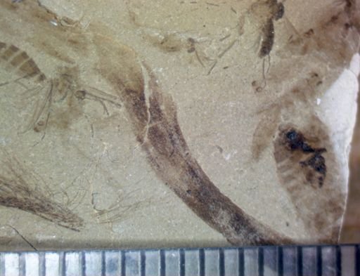 undet. Hexapoda
