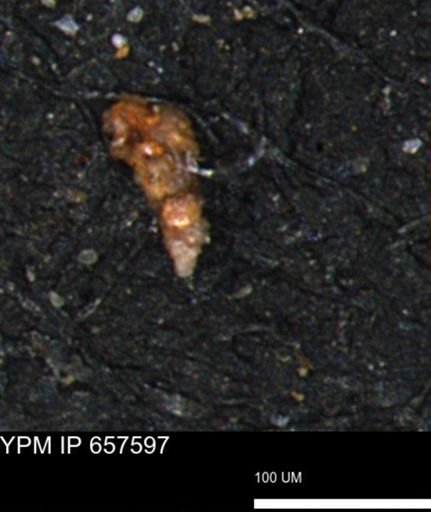 Verneuilinoides hectori