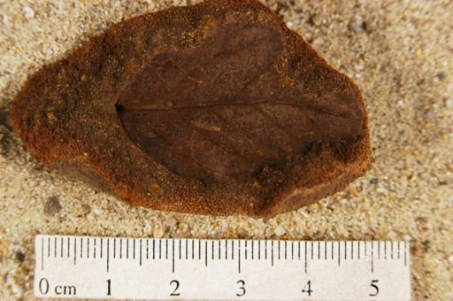 Angiospermopsida