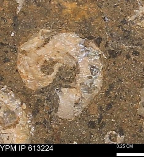 Scaphites sp.