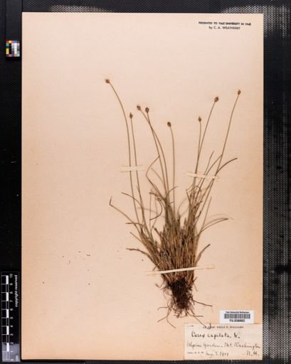 Carex capitata