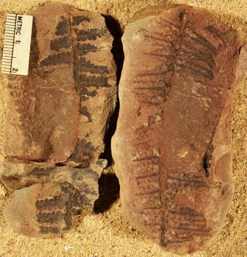 Pecopteris