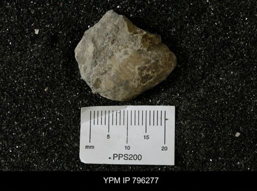 Inoceramus barabini