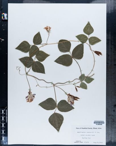 Amphicarpaea bracteata