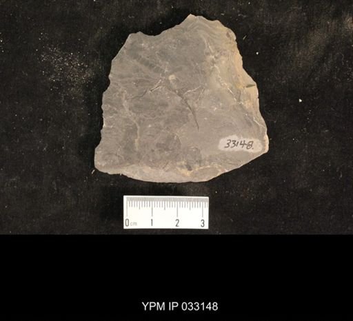 Mormolucoides articulatus