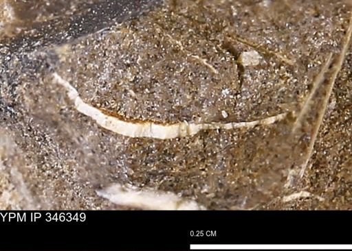 undet. Bivalvia
