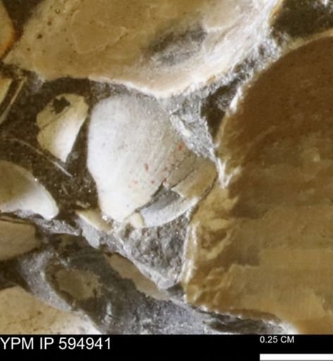 Limopsis striatopunctatus