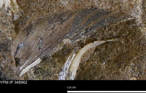 undet. Bivalvia