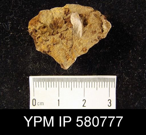 undet. Linguloidea