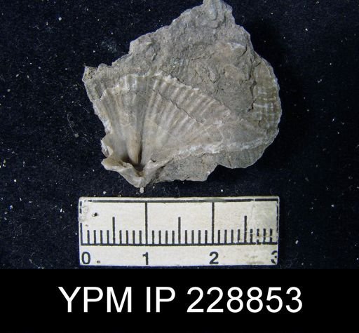 undet. Productidae
